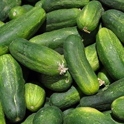 CUCUMBER