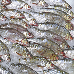 DEEP FROZEN FISH