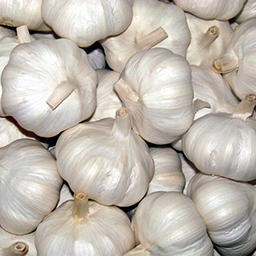 GARLIC