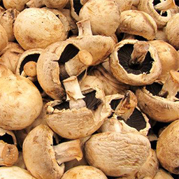 MUSHROOMS