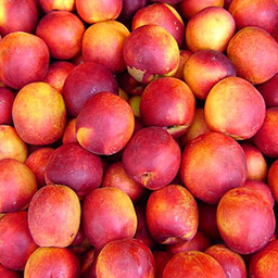 NECTARINES
