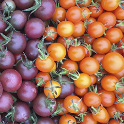 TOMATO NOT RED
