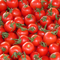 TOMATO RED